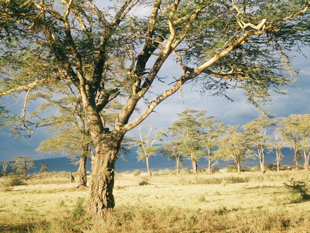 Parc national de Serengeti