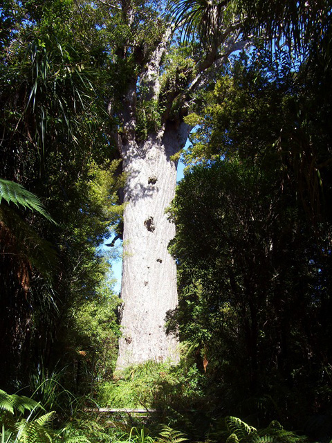 Tane Mahuta