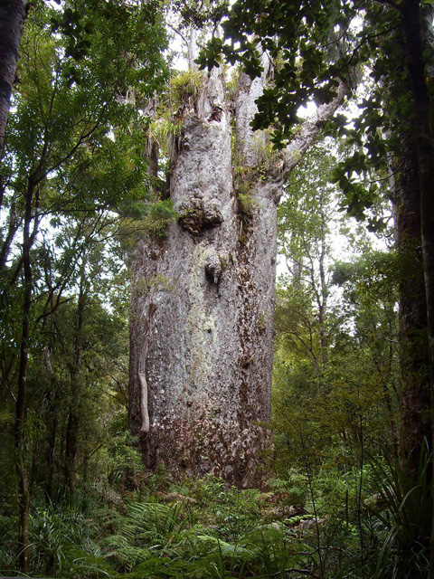 Te Matua Ngahere