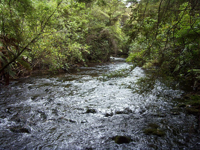 Te Waikoropupu Springs