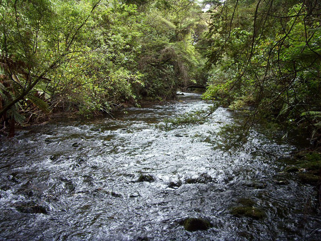 Te Waikoropupu Springs