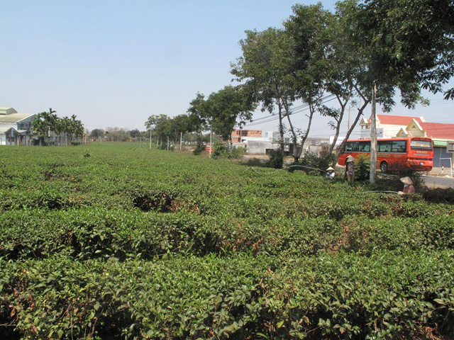 Tea plantation