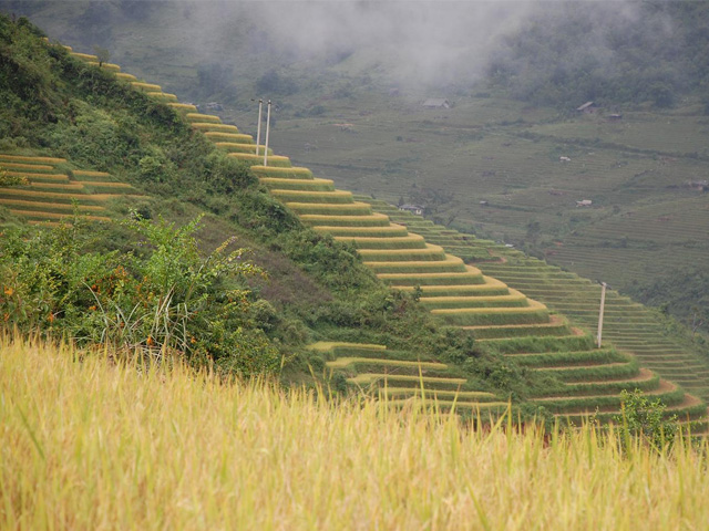 Terraced fields