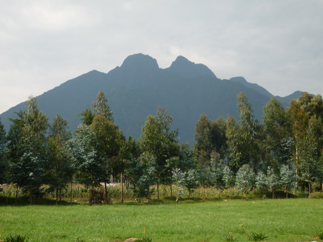 Parc national des Volcans