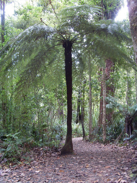 Waipoua Forest