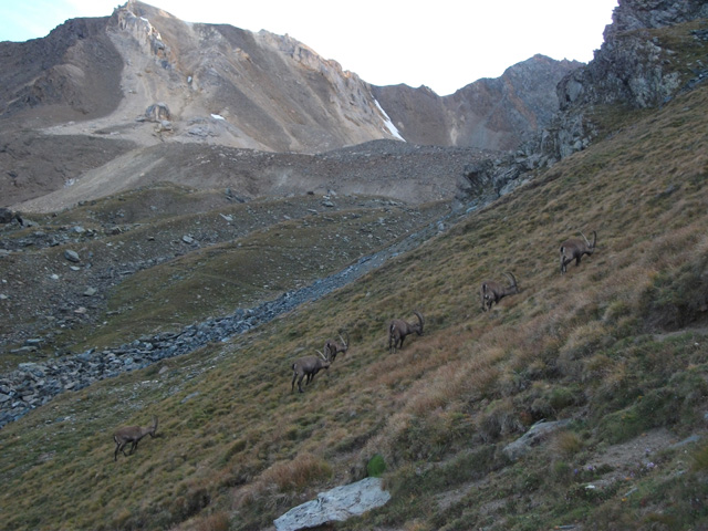 Alpine ibex