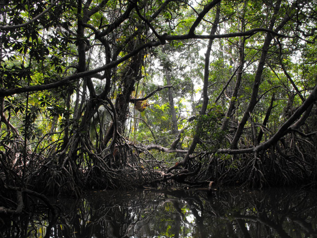 Bentota River