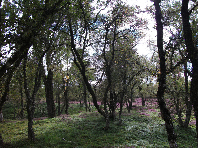 Birch forest