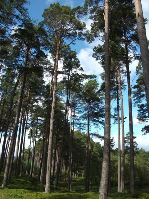 Caledonian pine
