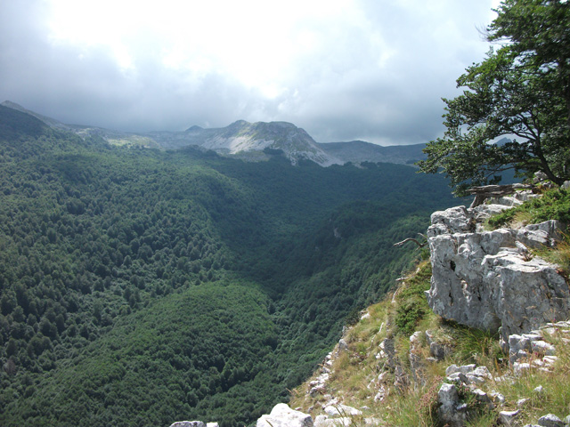 Dark beech forests