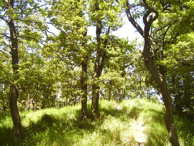 Forest of dwarf oaks