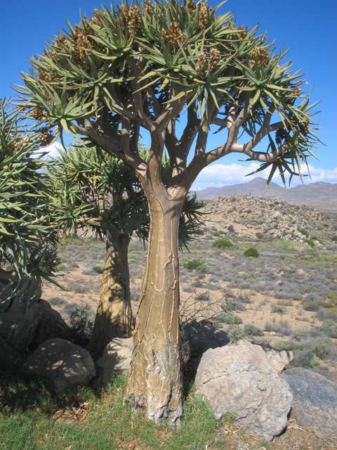 Kokerboom trees