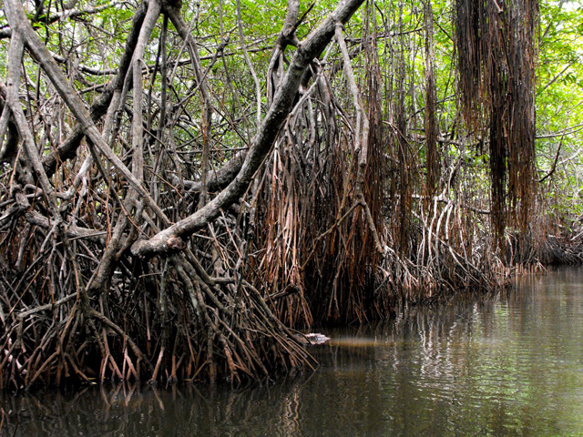 Mangroves