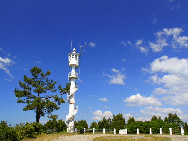 Pine Forest