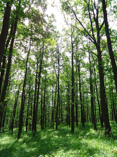 Oak forest