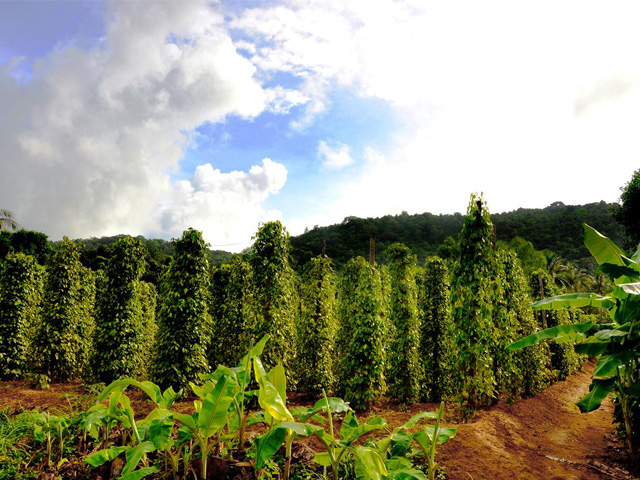 Pepper field