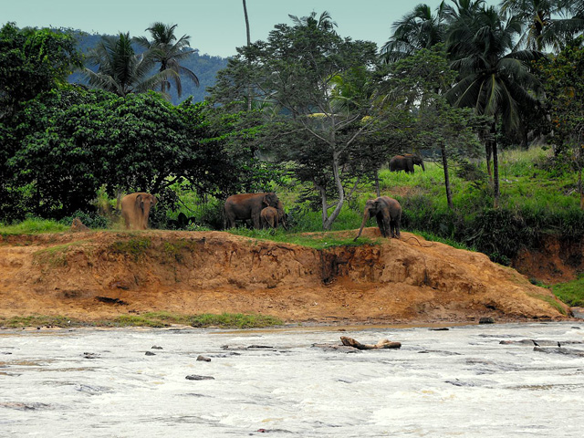 Elephants