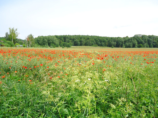 Poppy field