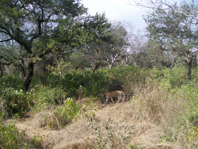 Parc national de Ranthambore