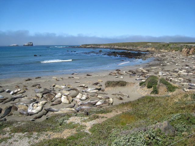 Sea Lions