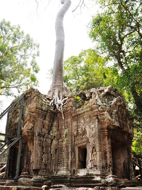 Temple, Ta Prohm