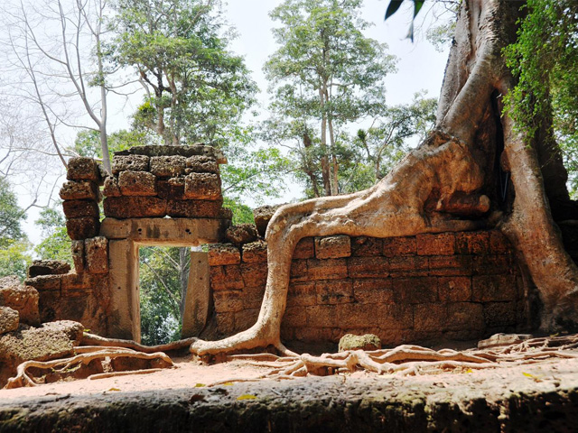 Shoe root, Ta Prohm