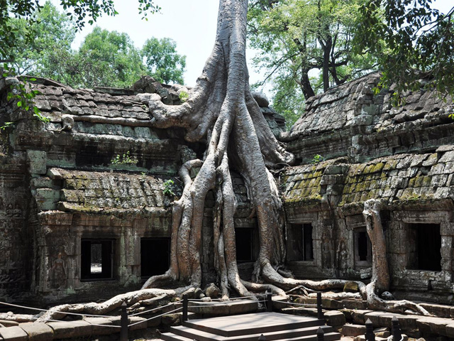 Bayan Roots, Ta Prohm