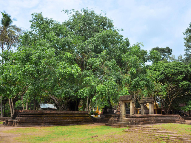 Old trees