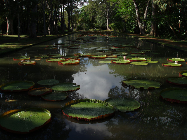 Jardin botanique Sir Seewoosagur Ramgoolam