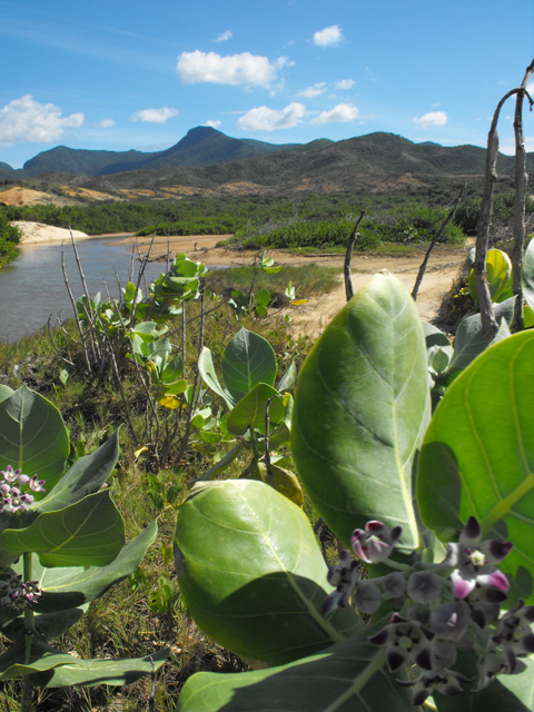 Wild Margarita