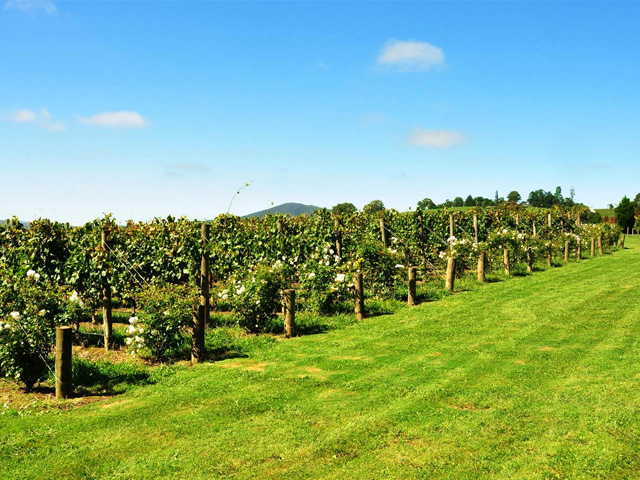 Tidy lawn