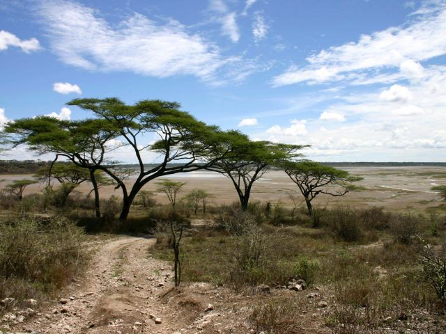 Acacia Tree