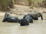 Éléphants d'Afrique, parc national du W