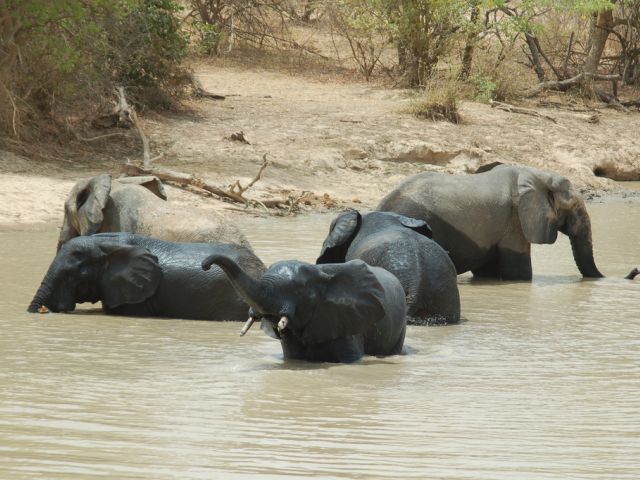 African elephants