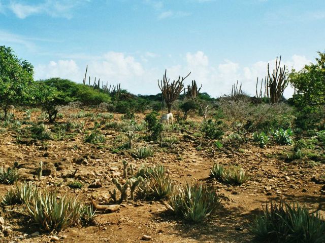 Bonaire