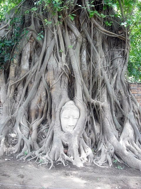 Buddha head