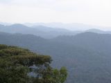 Forêt impénétrable de Bwindi