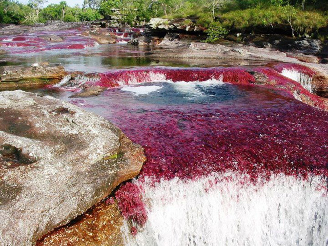 Cano Cristales