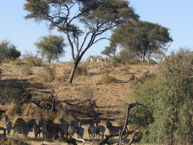 Central Kalahari Game Reserve