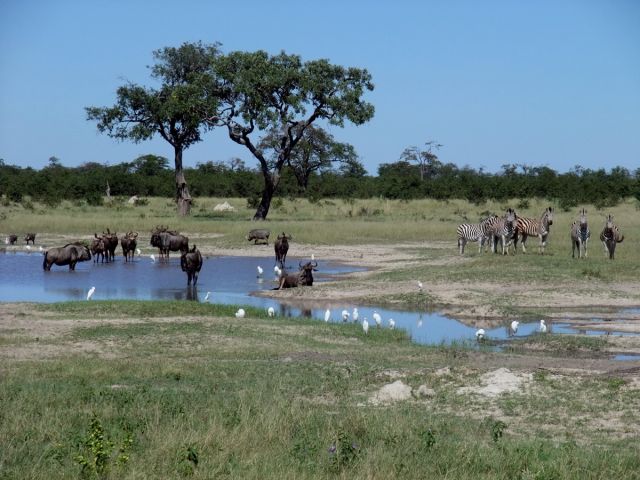 Zebras