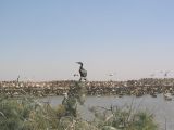 Cormoran, parc national des oiseaux du Djoudj