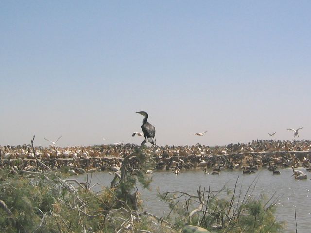 Parc national des oiseaux du Djoudj