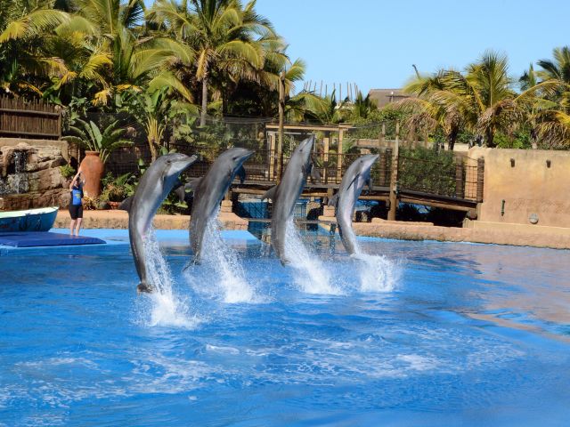 Jumping dolphins