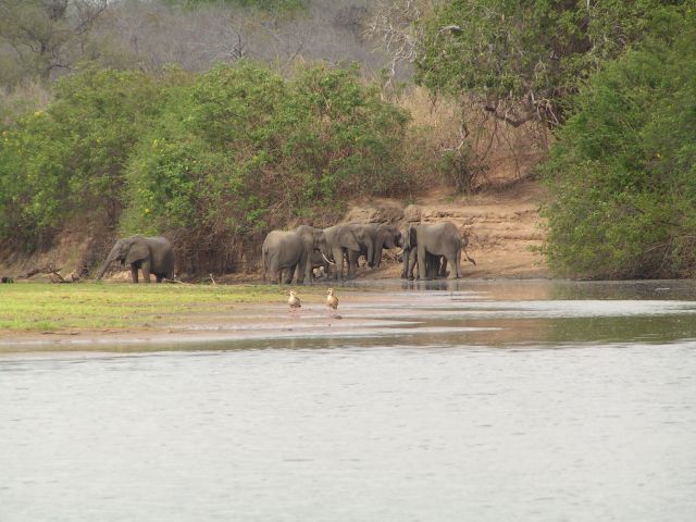 Réserve de gibier de Selous