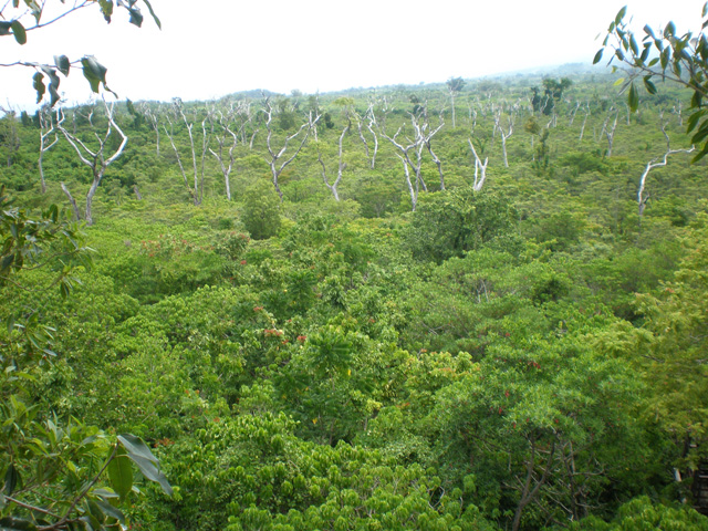 Falealupo rainforest