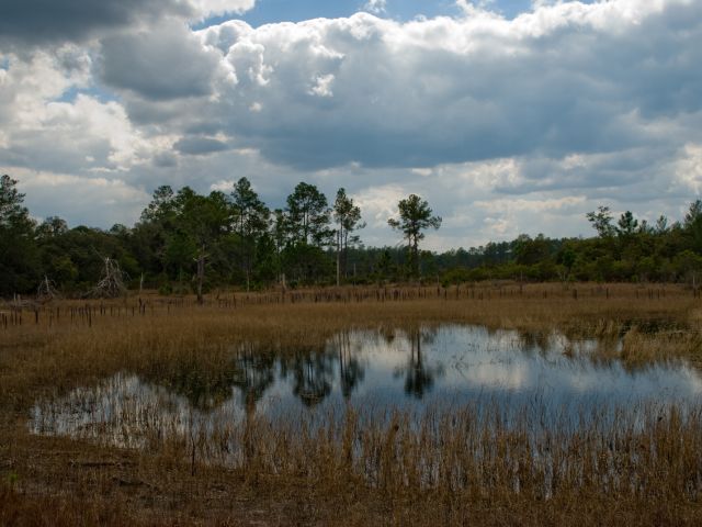 Forêt nationale d'Ocala