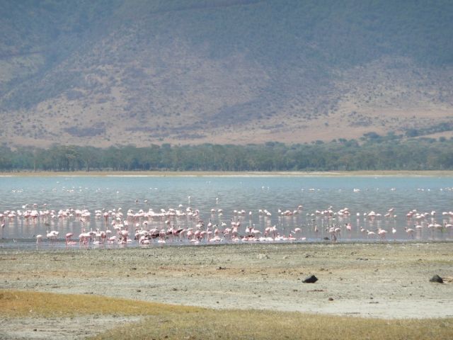 Flamingos