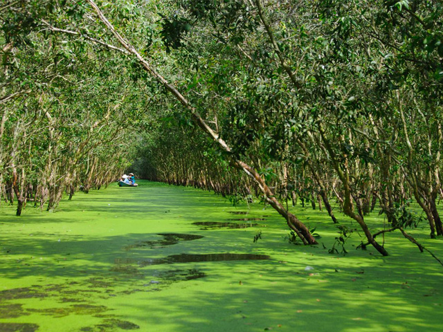 Flooded Indigo forest