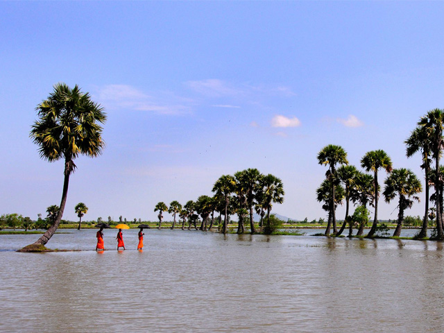 Flooded palm trees