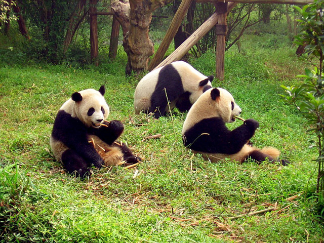 Sanctuaires du grand panda du Sichuan